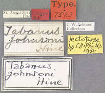 Imagem de Tabanus johnsoni Hine 1907