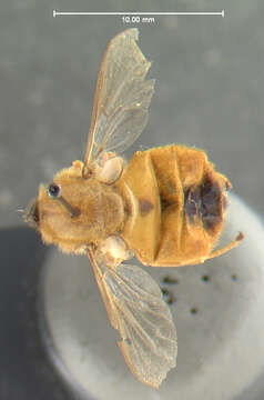 Image of Ocnaea auripilosa Johnson 1923