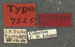 Image of Ocnaea auripilosa Johnson 1923