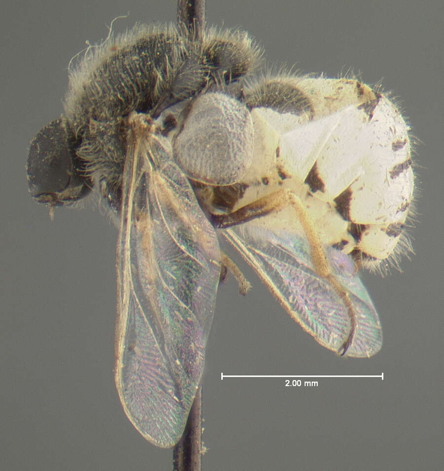 Image of Ogcodes albiventris (Johnson 1904)