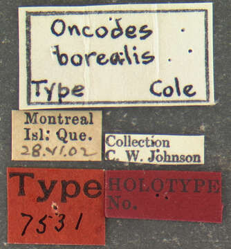 Plancia ëd Ogcodes borealis Cole 1919