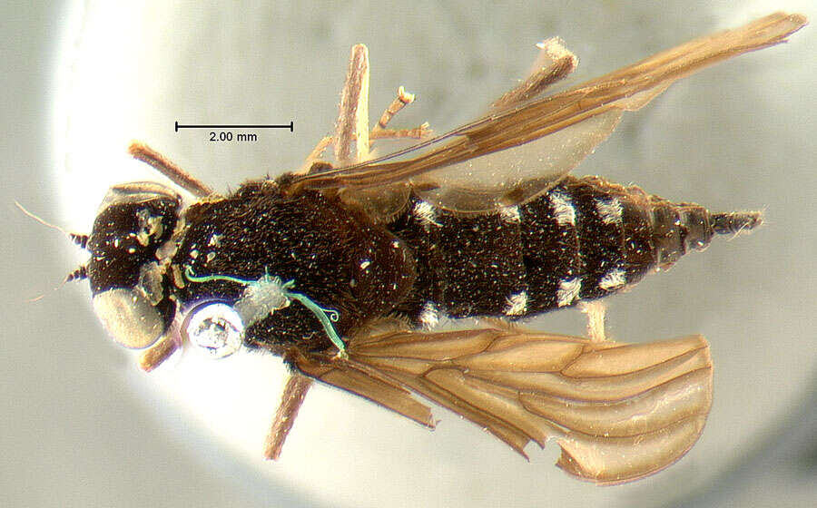 Image of Chrysopilus connexus Johnson 1912