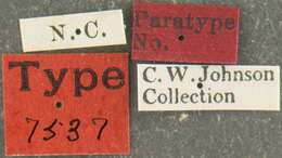 Image of Chrysopilus connexus Johnson 1912