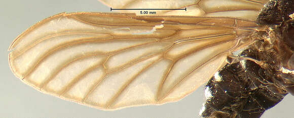 Image of Chrysopilus connexus Johnson 1912