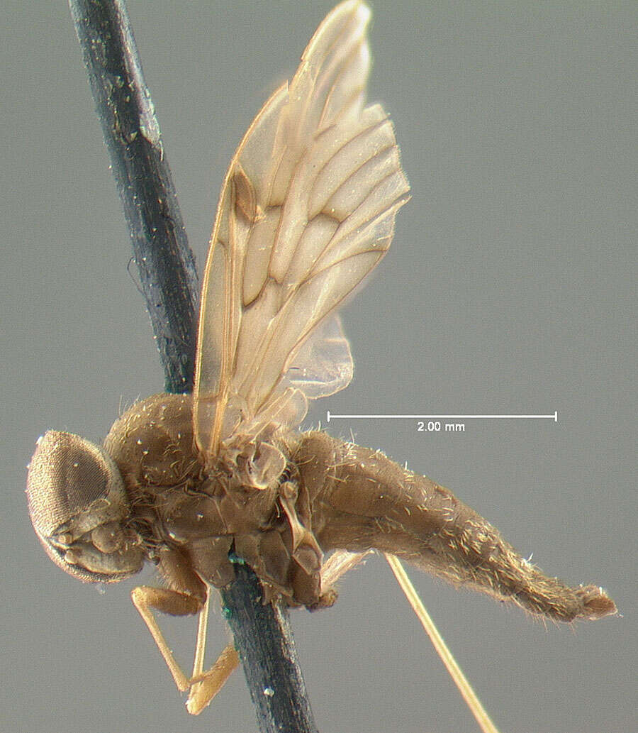 Image of Chrysopilus griffithi Johnson 1897
