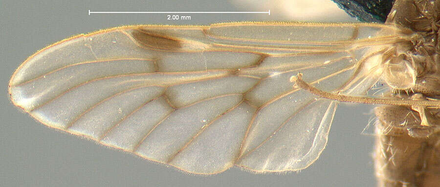 Image of Chrysopilus griffithi Johnson 1897