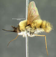 Image of Bombylius fraudulentus Johnson 1907