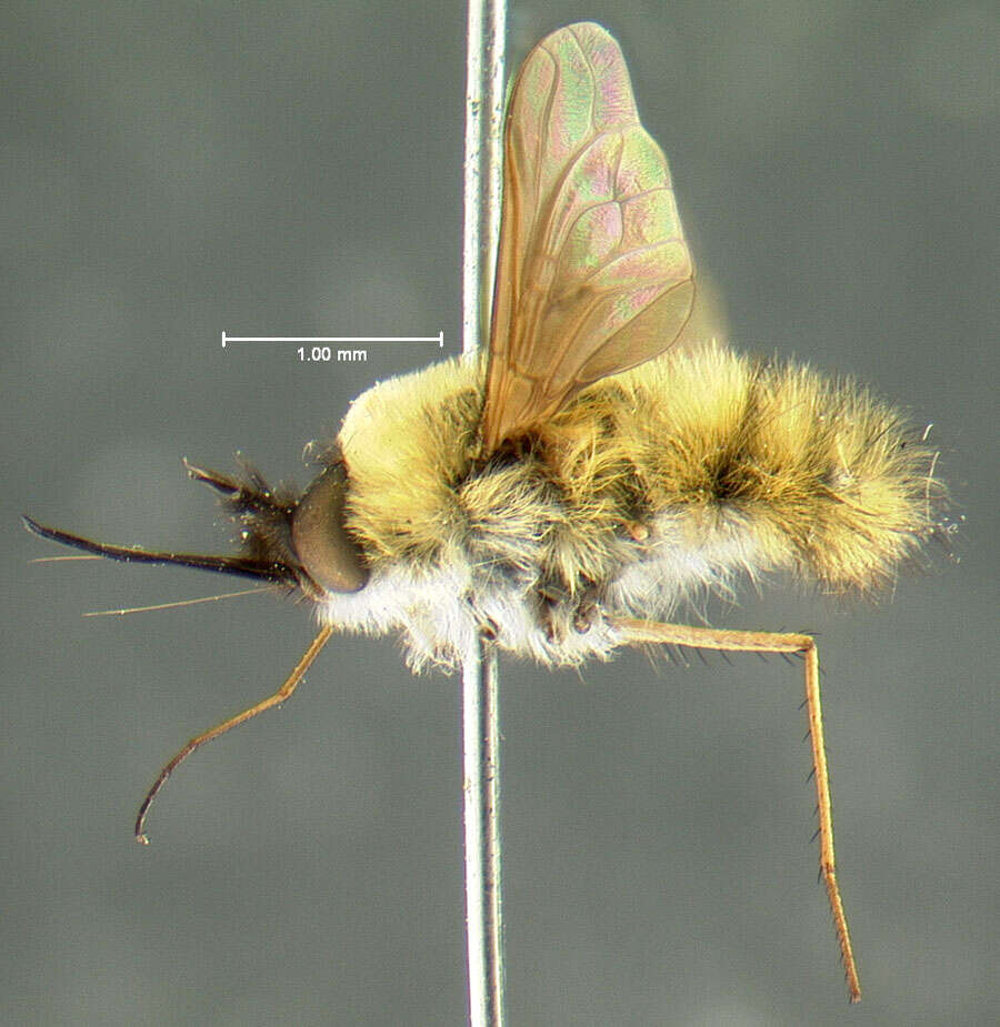 Image of Bombylius fraudulentus Johnson 1907