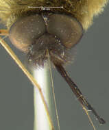 Image of Bombylius fraudulentus Johnson 1907