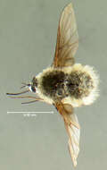 Image of Bombylius incanus Johnson 1907