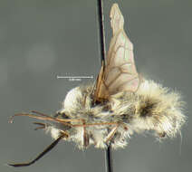 Image of Bombylius incanus Johnson 1907