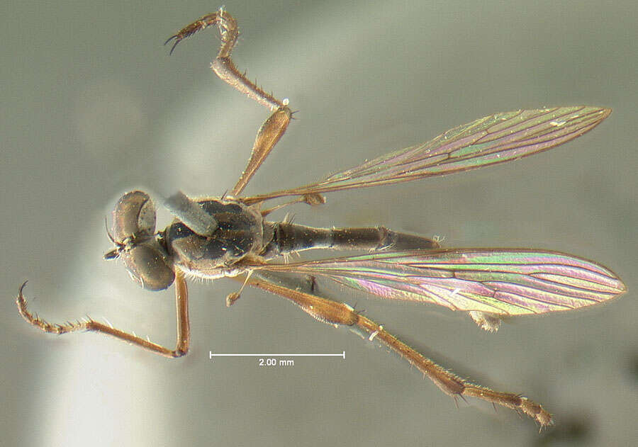 Image of Leptogaster longipes Walker 1858