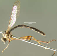 Image of Leptogaster longipes Walker 1858