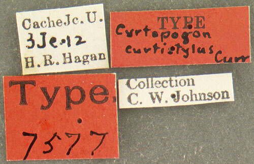 Image of Cyrtopogon curtistylus Curran 1923