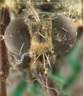 Image of <i>Saropogon abbreviatus</i>