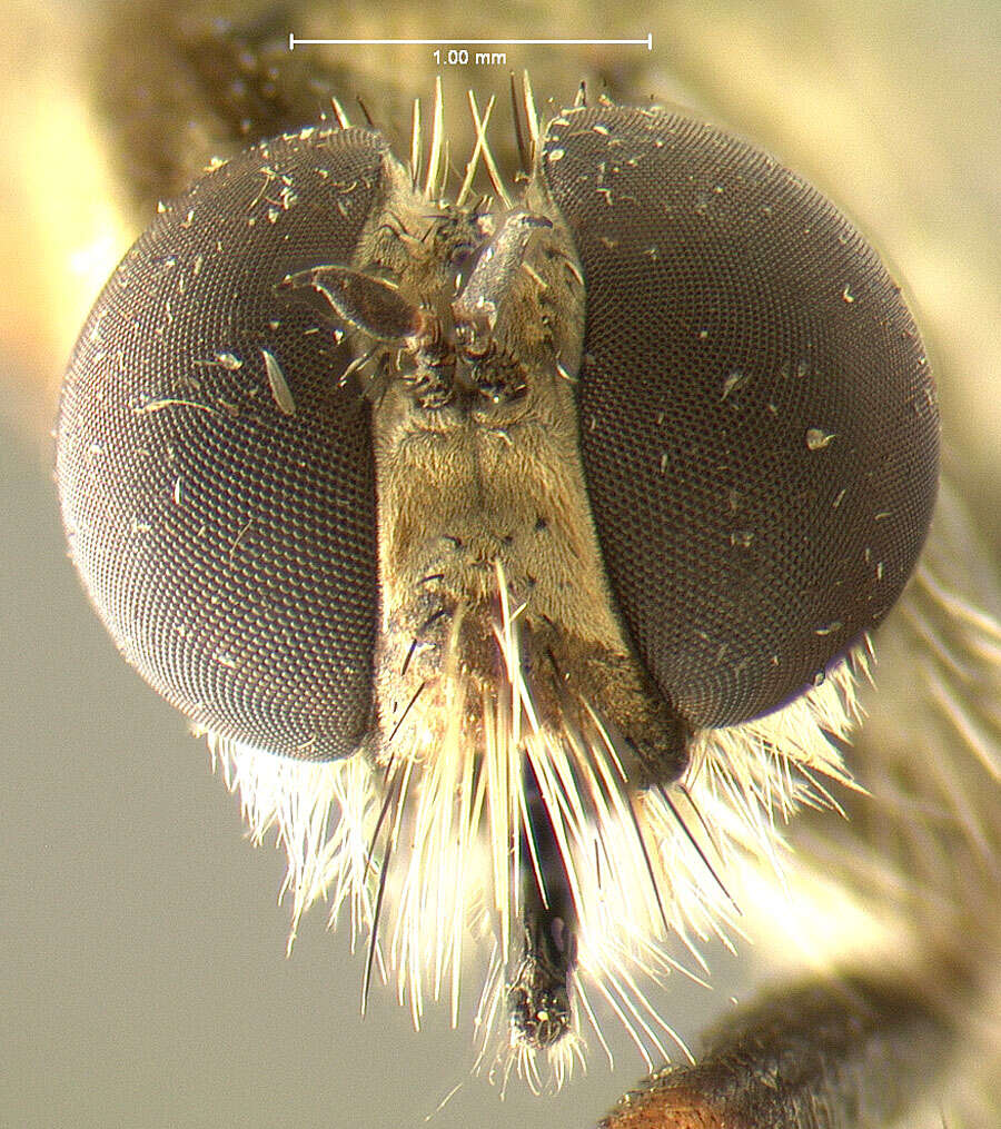 Sivun <i>Asilus erythrocnemius</i> kuva