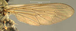 Sivun <i>Asilus erythrocnemius</i> kuva