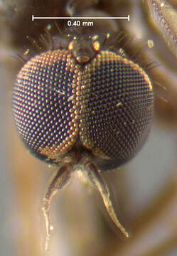 Image of Bicellaria brevifurca Melander 1927