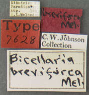 Image of Bicellaria brevifurca Melander 1927