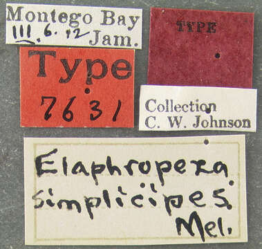 Image of Drapetis simplicipes Melander 1918