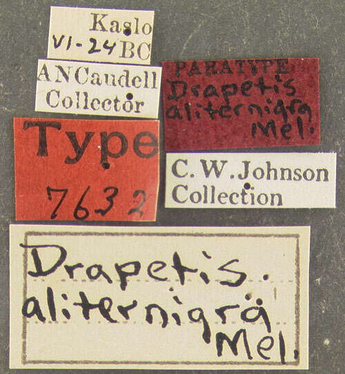 Image of Drapetis aliternigra Melander 1918