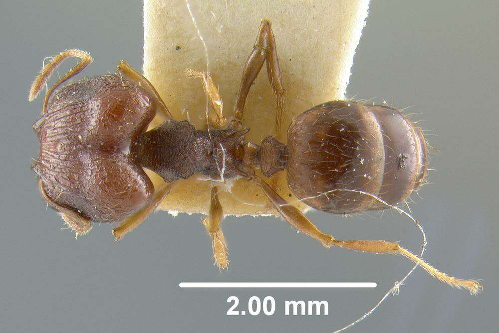 Pheidole caldwelli Mann 1921 resmi