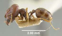 Pheidole caldwelli Mann 1921 resmi