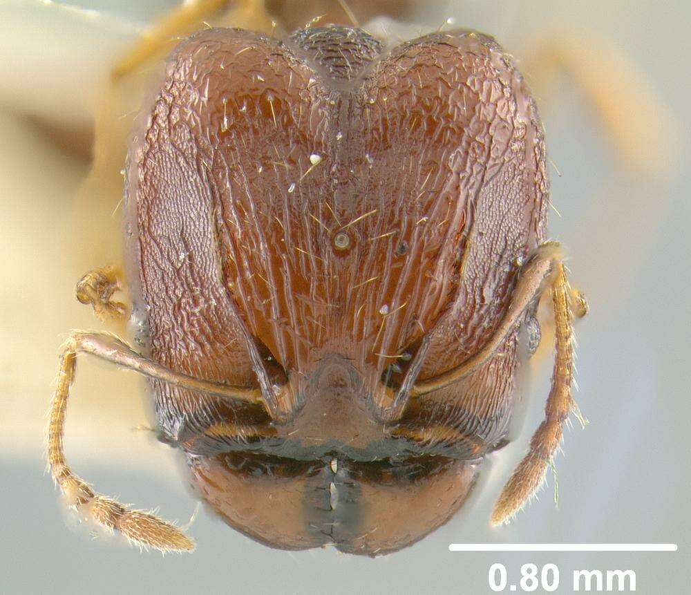 Pheidole caldwelli Mann 1921 resmi