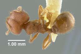 Image of Pheidole texana Wheeler 1903