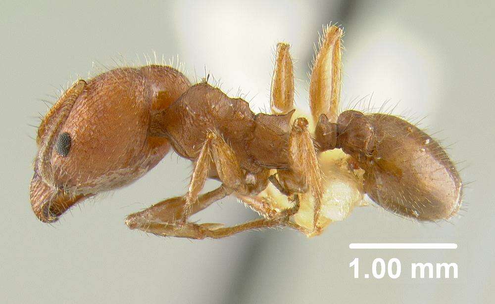 Image of Pheidole texana Wheeler 1903