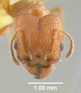 Image of Pheidole texana Wheeler 1903