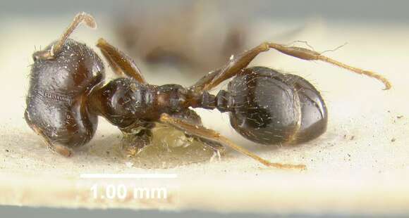 Image of Pheidole ceres Wheeler 1904