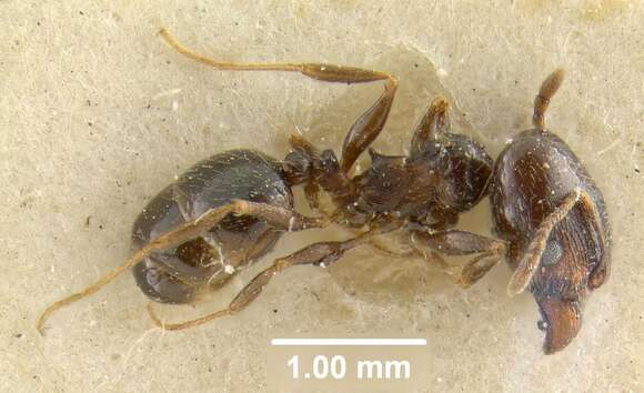 Image of Pheidole ceres Wheeler 1904