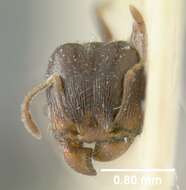 Image of Pheidole ceres Wheeler 1904