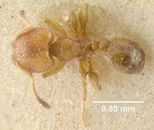 Imagem de Pheidole constipata Wheeler 1908