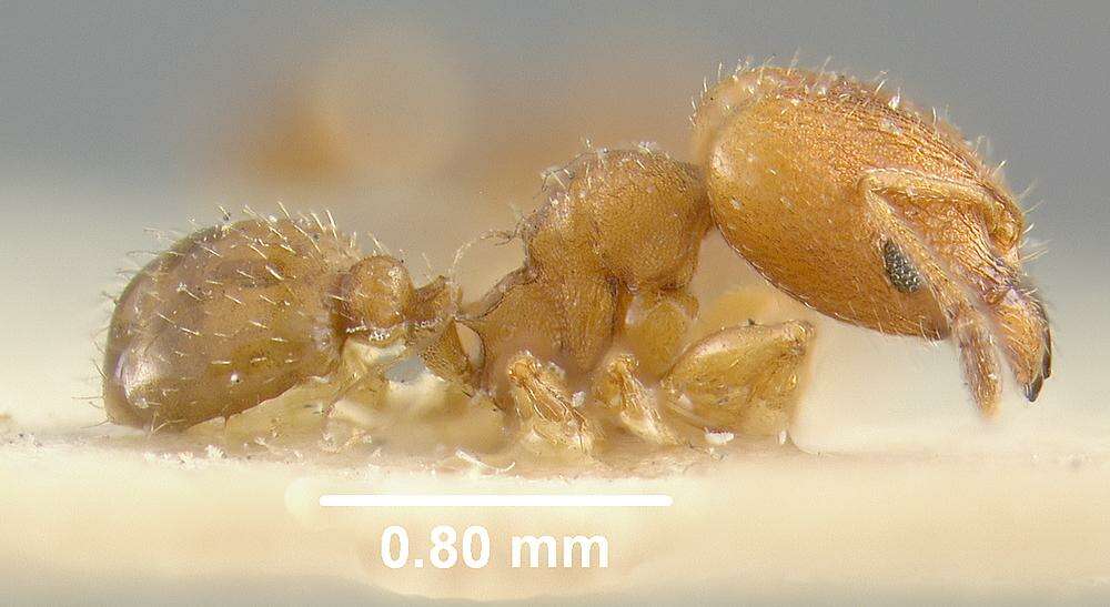 Imagem de Pheidole constipata Wheeler 1908