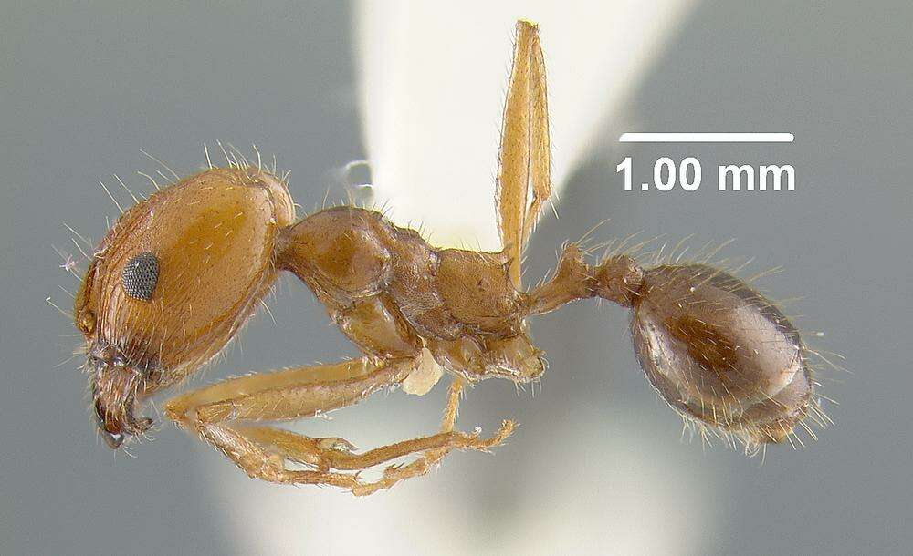 Image de Pheidole desertorum Wheeler 1906