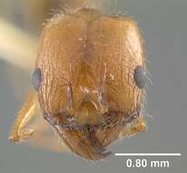 Image de Pheidole desertorum Wheeler 1906