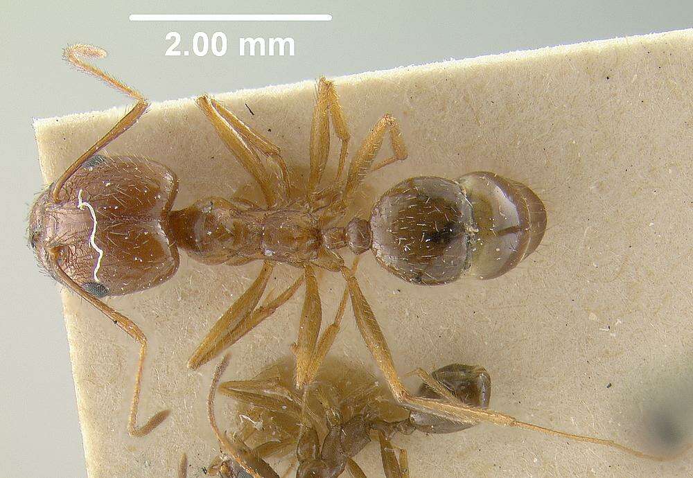 Image de Pheidole desertorum Wheeler 1906