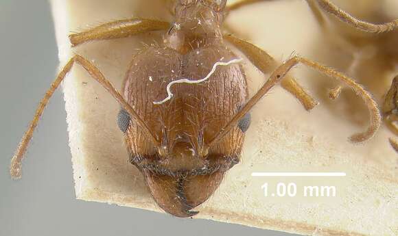 Image de Pheidole desertorum Wheeler 1906