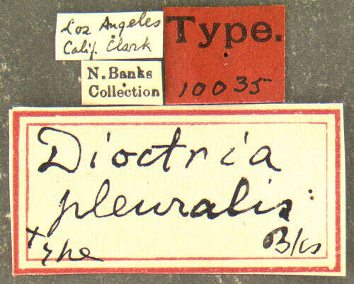 Image of Dioctria pleuralis Banks 1917