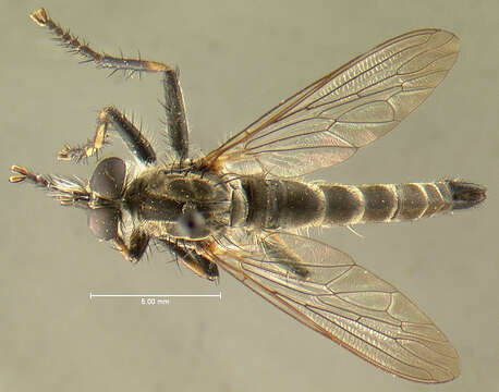 Image of <i>Asilus virginicus</i>