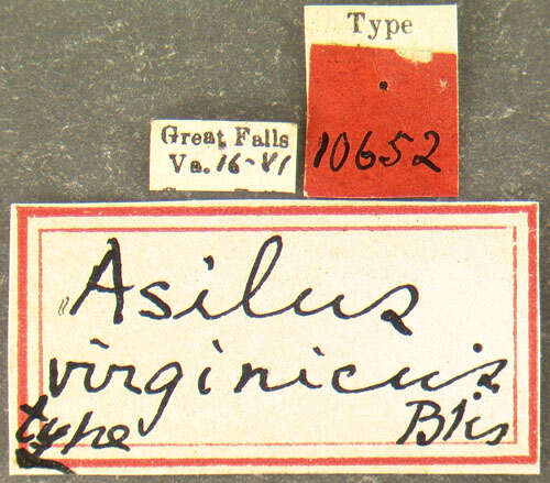 Image of <i>Asilus virginicus</i>