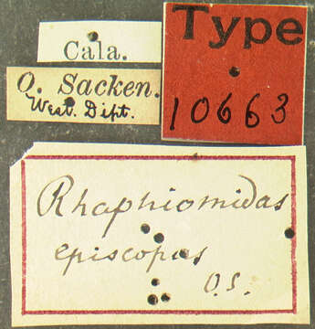 Image de Rhaphiomidas episcopus Osten Sacken 1877