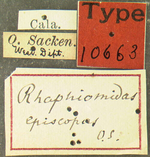 Image of Rhaphiomidas episcopus Osten Sacken 1877