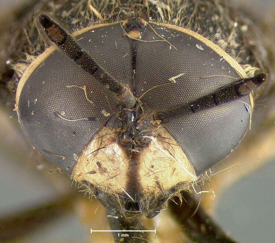 Image of Stratiomys melastoma (Loew 1866)