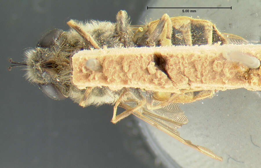 Image of Stratiomys norma Wiedemann 1830