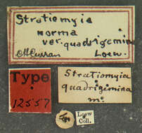 Image of Stratiomys norma Wiedemann 1830