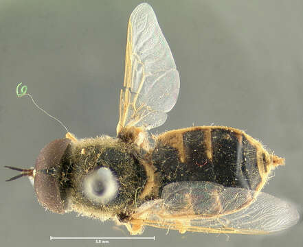 Imagem de Odontomyia inaequalis Loew 1866