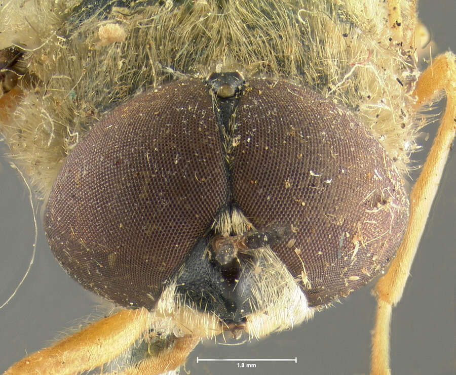 Image of Odontomyia inaequalis Loew 1866